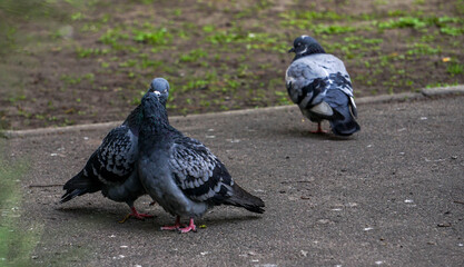 two pigeons in love