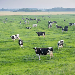 black and white spotted cows in green grassy meadow under blue sky seen from height of dyke in the netherlands