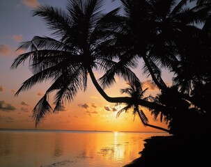 Fototapeta na wymiar palm beach, sea, sunset, palms, beach, sun, evening mood, mood, evening, romance, nature, silhouette, landscape, 