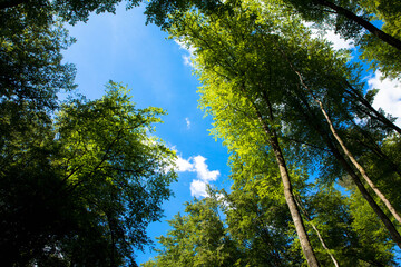 Obraz premium Bottom view of tall old fir trees in a magical forest. Blue sky in the background. Low angle view of trees in the forest. Natural background. Vegetation life cycle.