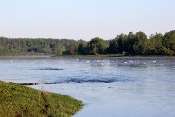 A large river with white foam on the surface, during summer. River Daugava, Latvia