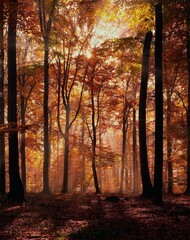 beech forest, sunbeams, backlight, autumn, beech trees, forest, trees, tree trunks, sun, light, light incidence, nature, mood, rays, season, autumnal, 