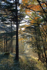 Odaigahara plateau, hiking 秋の大台ヶ原トレッキング