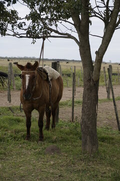 caballo criollo basto con lomillo completo en un arbol listo para ser montado