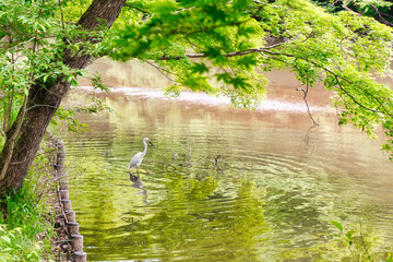 池にたたずむアオサギ