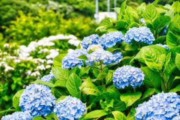 青いアジサイ