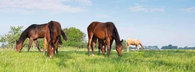 young horses graze in fresh green grass of meadow near utrecht in holland