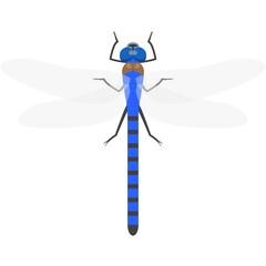 Dragonfly vector insect animal illustration isolated on white
