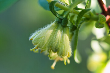 Lonicera caerulea, honeyberry,  blue honeysuckle haskap flowers in bloom macro, creamy white hairy...