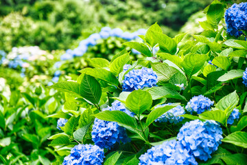 青いアジサイ