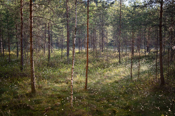 Morning in the swamp