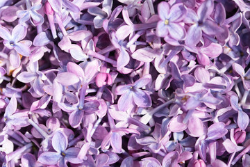 Purple pink pastel syringa lilac flowers in bloom full frame macro background