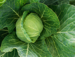 Fototapeta premium head of young green cabbage close-up.