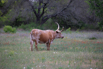 Herd of red and white Texas longhorn cattle in a field of wild flowers in the spring.