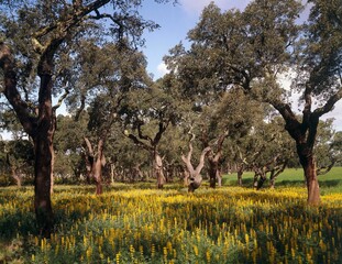 portugal, cork oak forest, lupins, lupinus luteus, europe, forest, trees, cork oaks, yellow lupins, lupinus, papilionaceous plants, nature, botany, plants, 