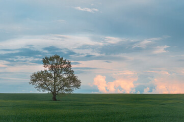Fototapeta na wymiar Photo of a lone oak tree in a field. Sunset.