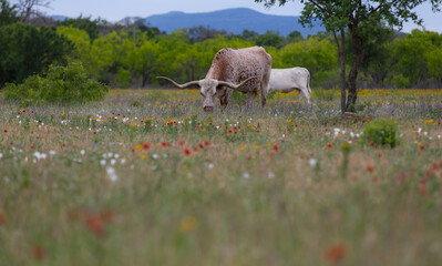 Texas longhorn cattle in the spring in a field with wild flowers