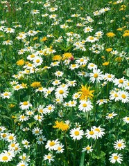 flower meadow, daisies, plants, meadow, nature, vegetation, flowers, white, yellow, meadow flowers, daisy meadow, season, summer, 