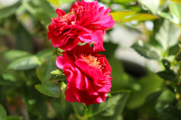 Roses dance on the windowsill as the sunlight enters