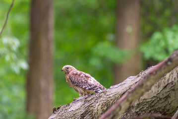 Red shouldered hawk perched on dead tree in forest
