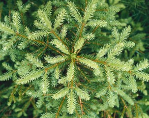 spruce, detail, plant shoots, picea spec., from above, pine family, conifer, plant, tree, nature, forest, green, branches, needles, arrangement, 