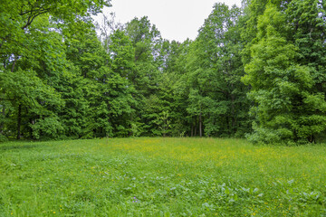 Perennial deciduous tree among summer greenery in a public city park