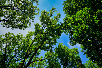 grün Wald 