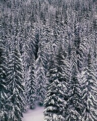 winter landscape, spruce forest, forest, spruces, season, snow, snowy, trees, conifers, landscape, nature, 