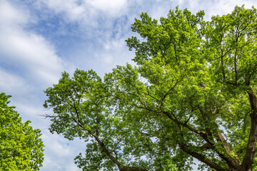 Fototapeta premium Perennial deciduous tree among summer greenery in a public city park