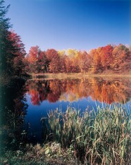 usa, new hampshire, forest lake, autumn, 