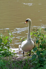 schwan