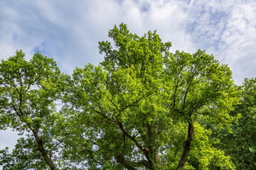 Perennial deciduous tree among summer greenery in a public city park