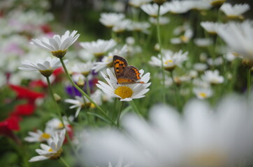 花に囲まれた蝶
