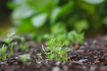 Growing Carrot in Garden Soil during Spring. Young Green Sprout of Carrot in Fertile Soil.