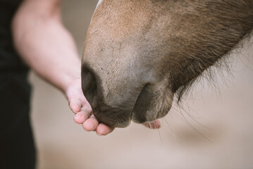 Mensch & Pferd