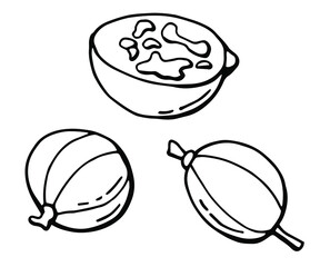Gooseberry. Line art. White background, isolate. Vector illustration.