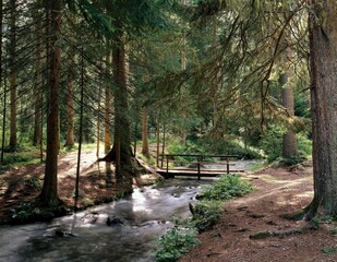 forest, stream, bridge, nature, habitat, coniferous forest, trees, conifers, spruce, picea, spruce...