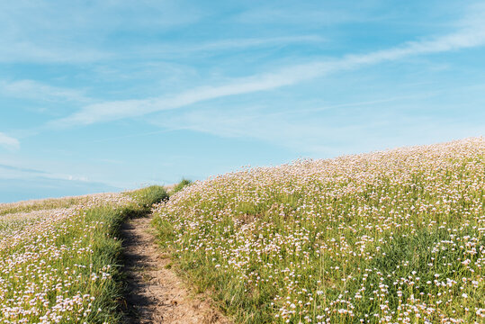 Path Through A Field Of Flowers On A Sunny, Cloudless Day. Spring Or Summer Landscape Without People.