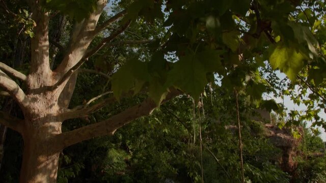 Till down of a trees, behind it, a sping  and a rope (which people normally use to jump to the water). The roots of the tree touch the water.  