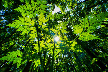 grün Wald Sonne