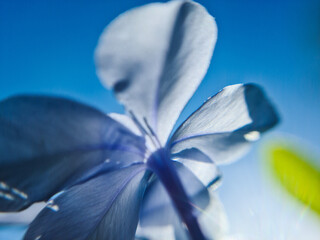 Flor azul claro