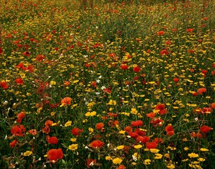 flower meadow, corn poppies, wild, chrysanthemums, meadow, flowers, blossom, plants, poppies, yellow, red, nature, vegetation, season, summer,