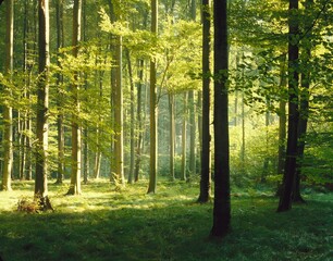 beech forest, summer, 