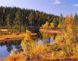 moorland, forest, stream, autumn, landscape, mixed forest, trees, shrubs, water, river, water bodies, autumn colours, autumn forest, seasons, 