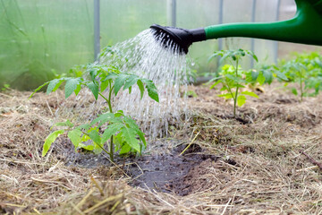 Plastic sprinkling can or funnel watering tomato plant in the greenhouse. Organic home grown tomato...