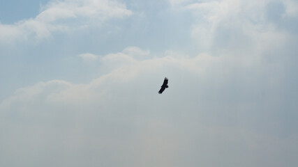 Eagle in the blue sky