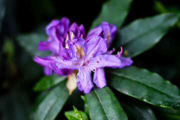 Fleur mauve