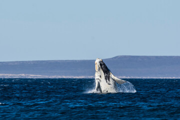 Fototapeta premium Whale jumping behavior in Peninsula Valdes Patagonia, Argentina