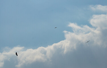 Eagles in the blue sky