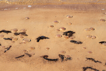 Obraz premium Dead jellyfish washed up on the beach. Dead medusa in the shallow water next to the shore. Nobody